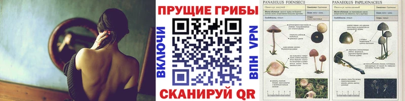 Псилоцибиновые грибы Psilocybine cubensis  Купить  Медвежьегорск 